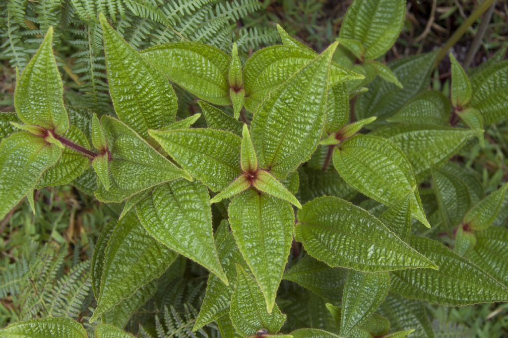 Clidemia hirta   (Melastomataceae)  -  Mauritius